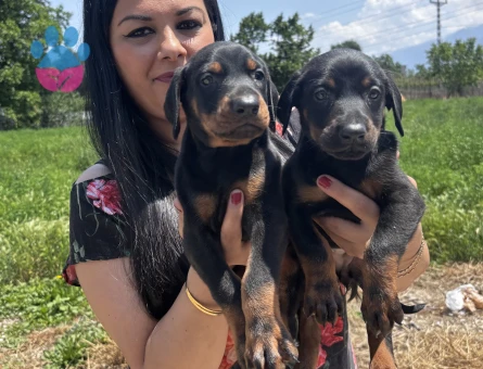 Secereli doberman yavrularım - 6896 - Görsel 5