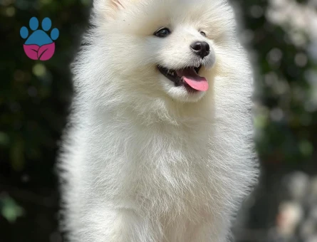 Irk Ve Sağlık Garantili Samoyed Bebekler - 6897