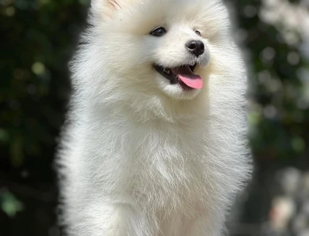 Irk Ve Sağlık Garantili Samoyed Bebekler - 6897