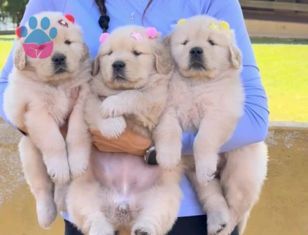 Üst Kali̇te Golden Retriever Mi̇nnoşlar - 6898