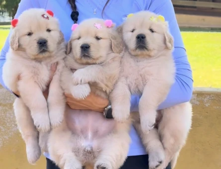 Üst Kali̇te Golden Retriever Mi̇nnoşlar - 6898