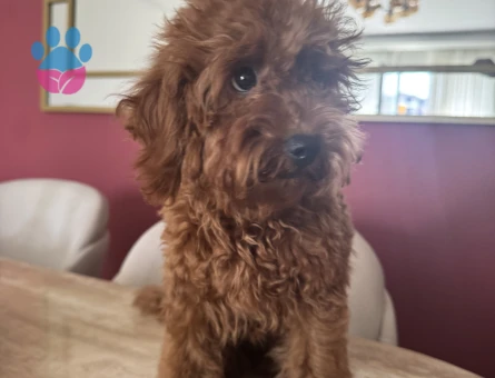 Uyguna 3 Aylık Brown Poodle Ev Ortamında Bakılıyor - 6902 - Görsel 4