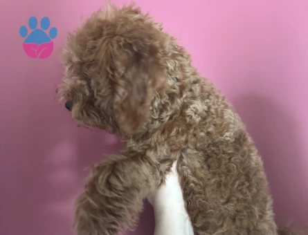 Uyguna 3 Aylık Brown Poodle Ev Ortamında Bakılıyor - 6902 - Görsel 3