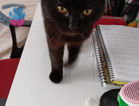 British Shorthair 1 Yaşında Erkek - 6903 - Görsel 3