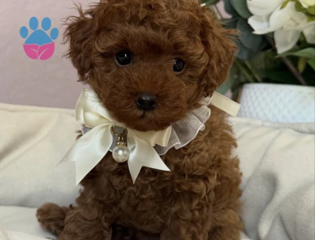 RED BROWN TOY POODLE YAVRULARI - 6908