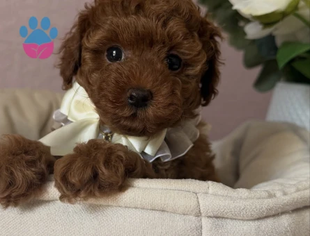 RED BROWN TOY POODLE YAVRULARI