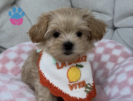 BİBLO MALTİPOO YAVRULARI