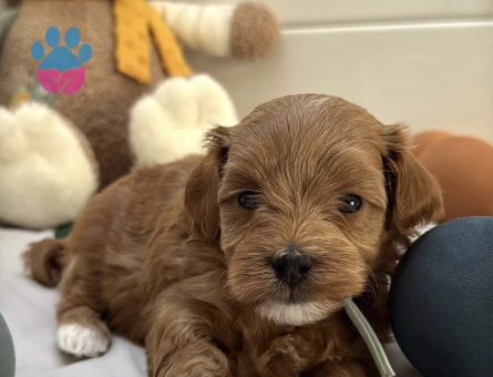 KIZIL MALTİPOO YAVRULARI - 6910