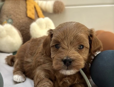 KIZIL MALTİPOO YAVRULARI - 6910