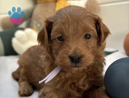 KIZIL MALTİPOO YAVRULARI