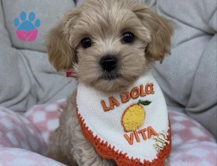 BABY FACE MALTİPOO BEBEKLER - 6911