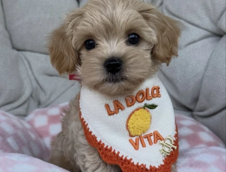 BABY FACE MALTİPOO BEBEKLER - 6911