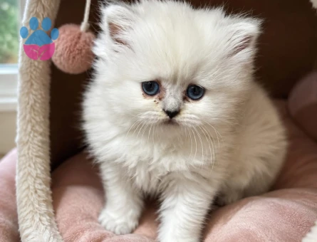 British Longhair 2 Aylık Yuva Arıyor - 6912