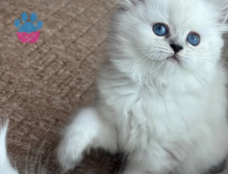British Longhair 2 Aylık Yuva Arıyor - 6912 - Görsel 3