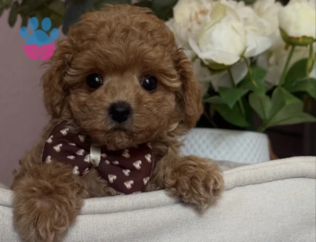 APRİCOT TOY POODLE YAVRULARI