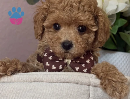 APRİCOT TOY POODLE YAVRULARI - 6913