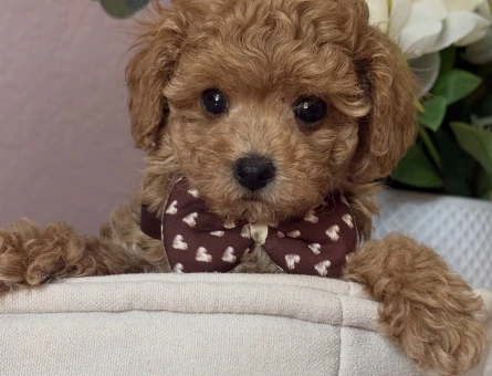 APRİCOT TOY POODLE YAVRULARI - 6913
