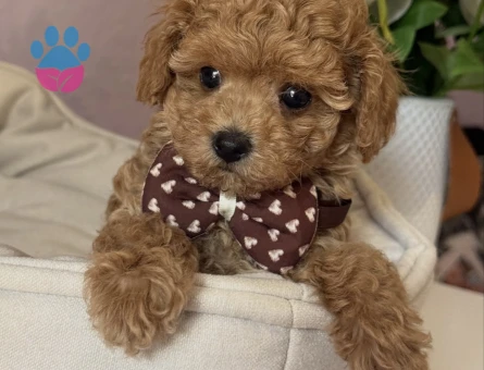 APRİCOT TOY POODLE YAVRULARI