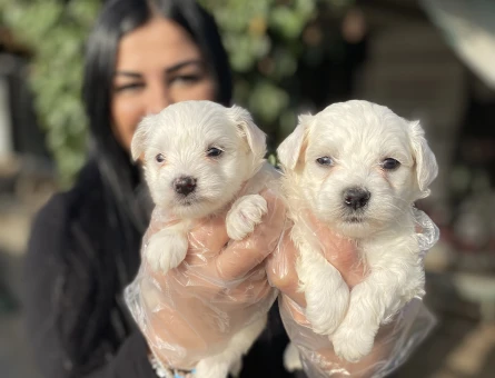 Maltese terrier yavrularım - 6914