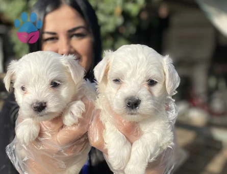 Maltese terrier yavrularım