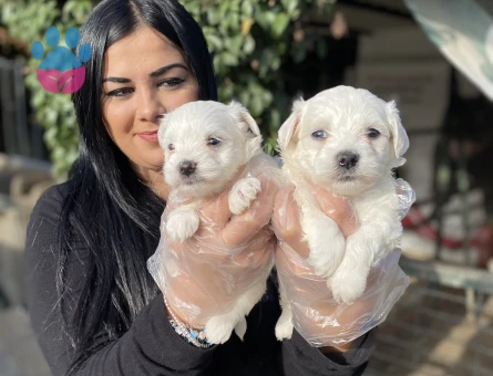 Maltese terrier yavrularım