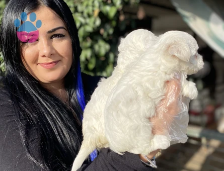 Maltese terrier yavrularım