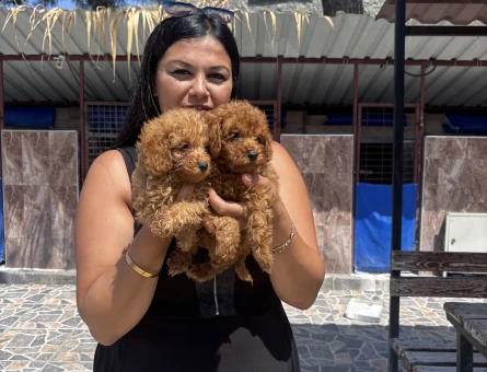 Toy poodle yavrularım - 6915