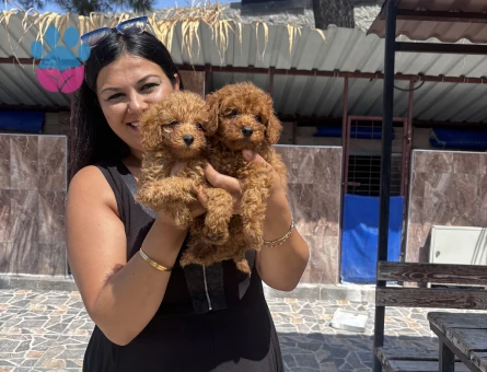 Toy poodle yavrularım
