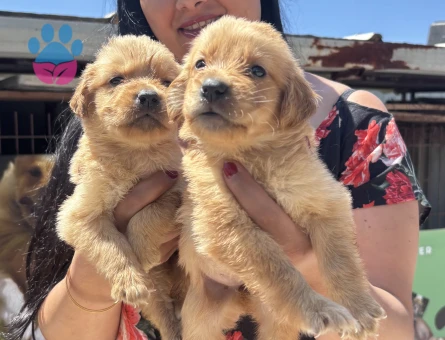 Golden Retriever yavrularım - 6916