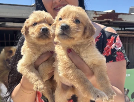 Golden Retriever yavrularım - 6916