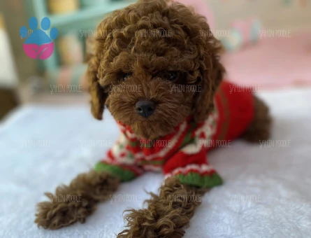 SAFKAN TOY POODLE YAVRULARI | Dişi ve Erkek | Ankara - 6919