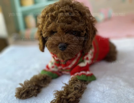 SAFKAN TOY POODLE YAVRULARI | Dişi ve Erkek | Ankara - 6919