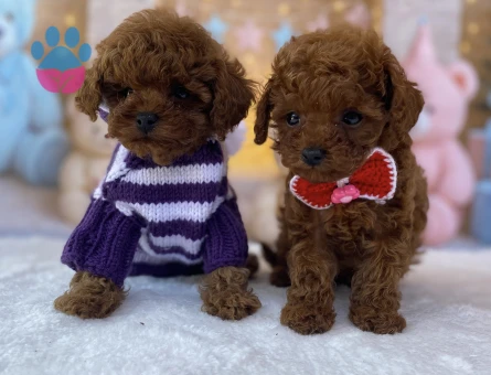 TOY POODLE YAVRULARI ANKARA | Safkan, Sağlıklı ve Eğitimli - 6924