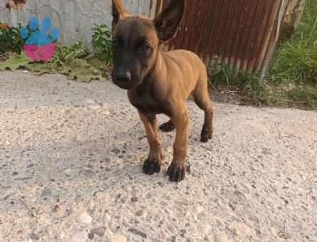 2. Aylık Belçika malinois - 6920
