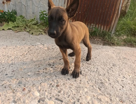 2. Aylık Belçika malinois - 6920