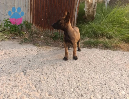 2. Aylık Belçika malinois