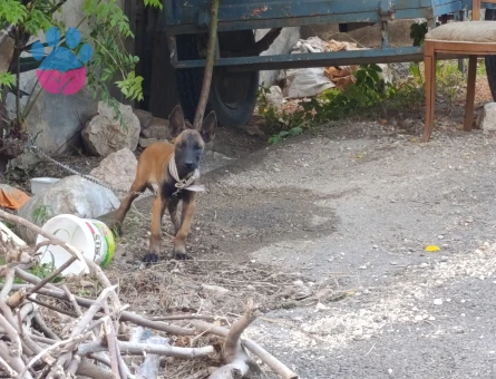 2. Aylık Belçika malinois