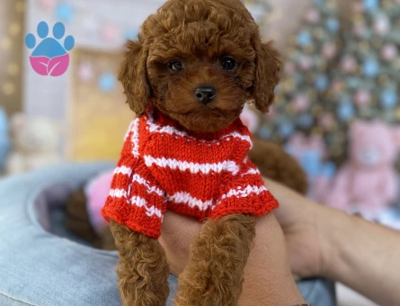 SEVİMLİ TOY POODLE YAVRULARI | Safkan Dişi ve Erkek Yavrular