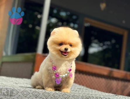 3 AYLIK POMERİAN BOO