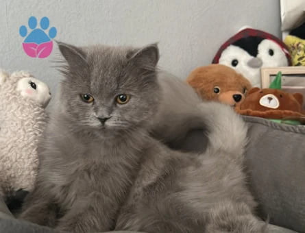 British Shorthair 8 Aylık Yuva Arıyor - 8601 - Görsel 2