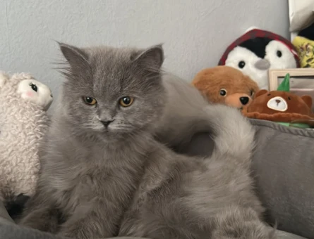 British Shorthair 8 Aylık Yuva Arıyor - 8601