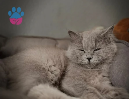 British Shorthair 8 Aylık Yuva Arıyor - 8601 - Görsel 3