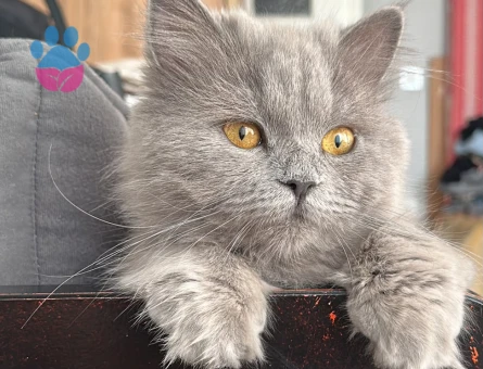 British Shorthair 8 Aylık Yuva Arıyor - 8601 - Görsel 4