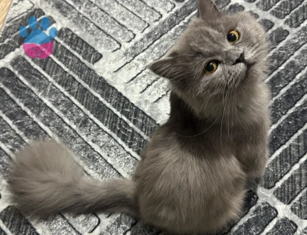 British Shorthair 8 Aylık Yuva Arıyor - 8601 - Görsel 5