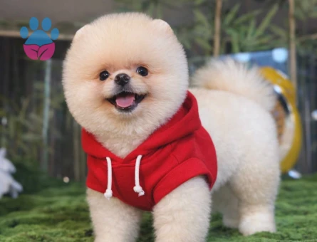 EN İYİSİNİ İSTEYENE BOO - 8604 - Görsel 4
