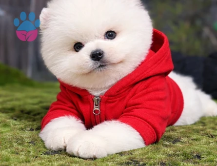 POMERANIAN ÜRETİM ÇİFTLİĞİNDEN - 8605