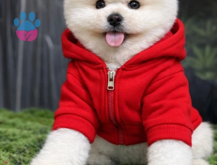 POMERANIAN ÜRETİM ÇİFTLİĞİNDEN - 8605 - Görsel 3