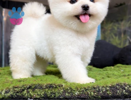 POMERANIAN ÜRETİM ÇİFTLİĞİNDEN - 8605 - Görsel 4