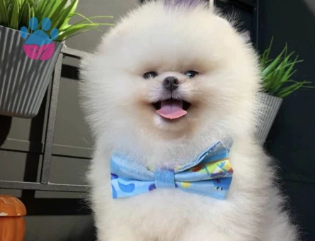 POMERANIAN ÜRETİM ÇİFTLİĞİNDEN - 8606