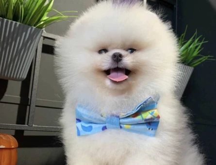 POMERANIAN ÜRETİM ÇİFTLİĞİNDEN - 8606